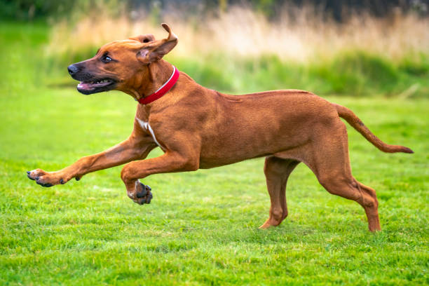 istock Six month old Rhodesian Ridegback puppy running right to left 1440318966