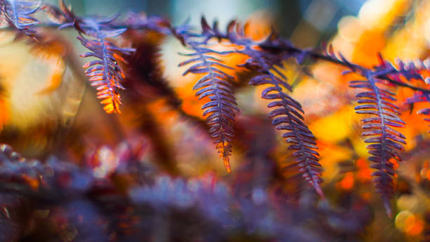 istock Wild ferns at dusk 1440320394