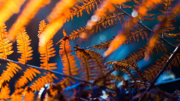 istock Wild ferns at dusk 1440320418