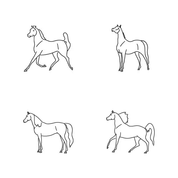 Vector illustration of Purebred arabian horses shown in different poses