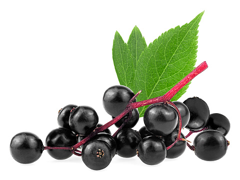 Sambucus branch - Elderberry fresh fruit with green leaves isolated on a white background. European black elderberry.