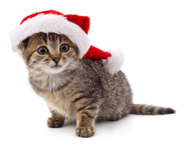istock Kitten in Christmas hat. 1440322560