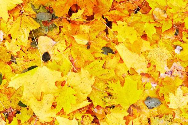 fallen yellow maple and birch leaves mixed with the first snow.