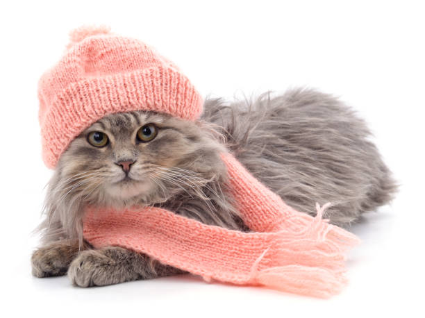 istock Kitten dressed in a knitted scarf and hat 1440322830