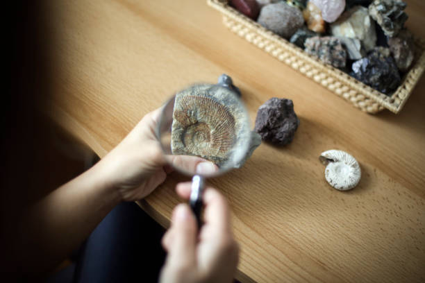 istock Woman examining a fossil 1440322857