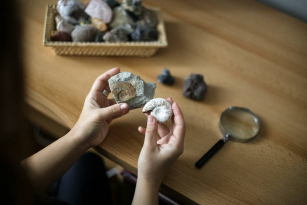 istock Woman examining fossils 1440323497