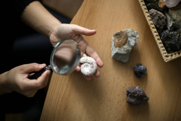 istock Woman analyzing a mollusk fossil 1440323502