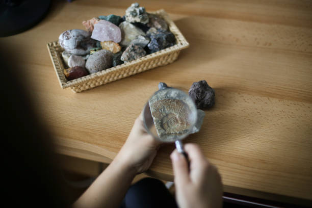 istock Examining a nautilus fossil 1440323506