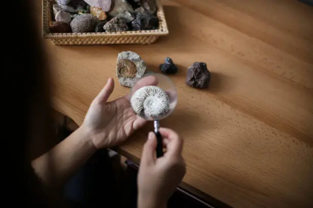 Photo of Woman analyzing a mollusk fossil