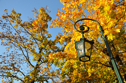 Lamp stand, yellow maple forest with blue sky in Fulda, Hessen, Germany
