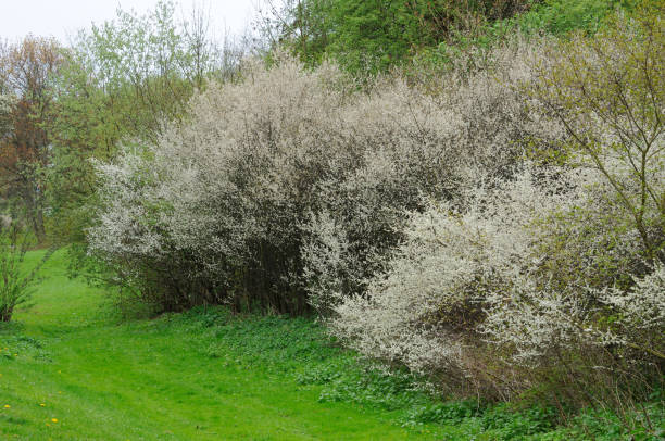 istock Blooming trees in the park in Fulda, Hessen, Germany 1440324451