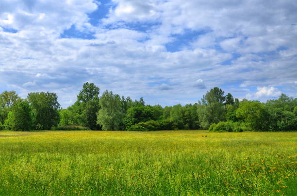 istock Field in Aueweiher Park in Fulda, Hessen, Germany 1440324503