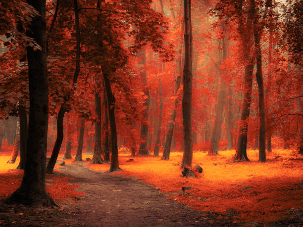 Magical forest with thick fog, colourful misty woods, beautiful autumn landscape.
