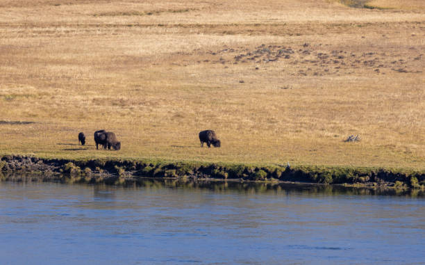 istock Bison in Autumn in Yellowstone Nationalpark 1440326102