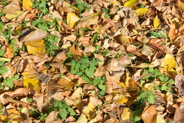 autumn, season, park