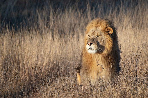 Lion king in grass portrait Wildlife animal.