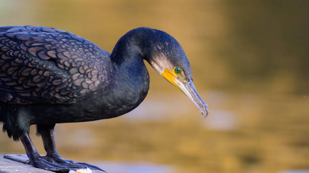 kormoran, phalacrocorax carbo. kormoran z bliska - giant perch zdjęcia i obrazy z banku zdjęć