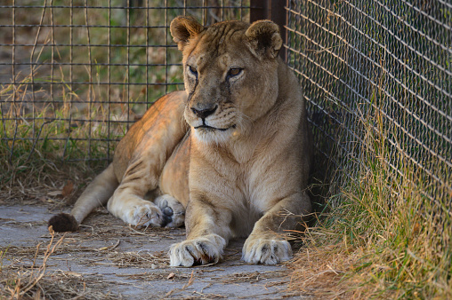 Portrait of a lioness in the zoo.