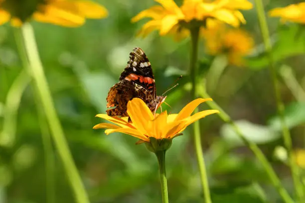 Photo of Butterfly and flower. Butterfly admiral on a yellow flower (Vanessa cardui, Nymphalidae). Spring and summer background
