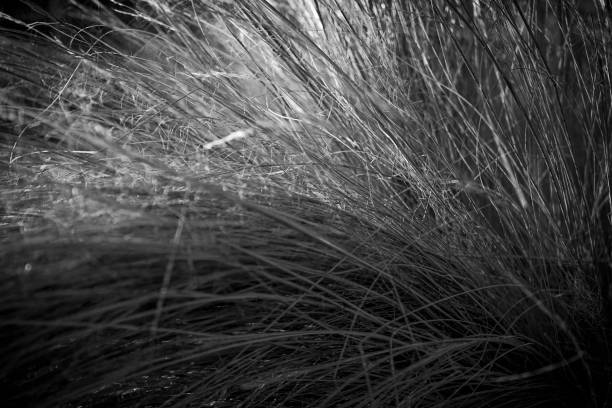 istock Abstract background. Dry grass close up. Black and white photo. 1440330718