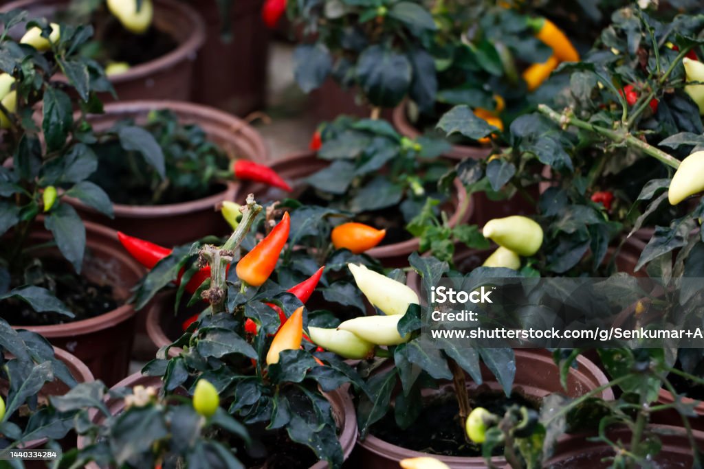 Spicy Kanthari Chili Garden Closeup Image Of Spicy Kanthari Chili Garden Agriculture Stock Photo
