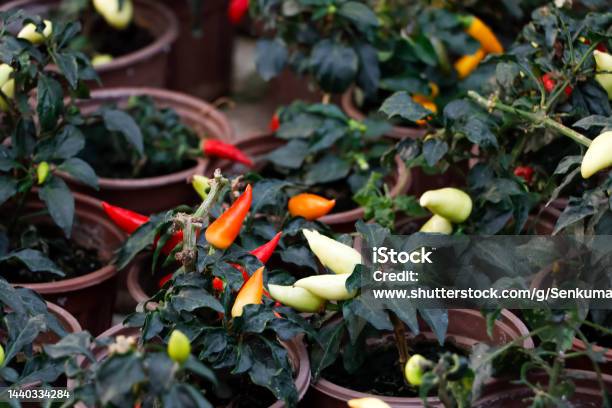 Spicy Kanthari Chili Garden Stock Photo - Download Image Now - Agriculture, Beauty, Chili Pepper