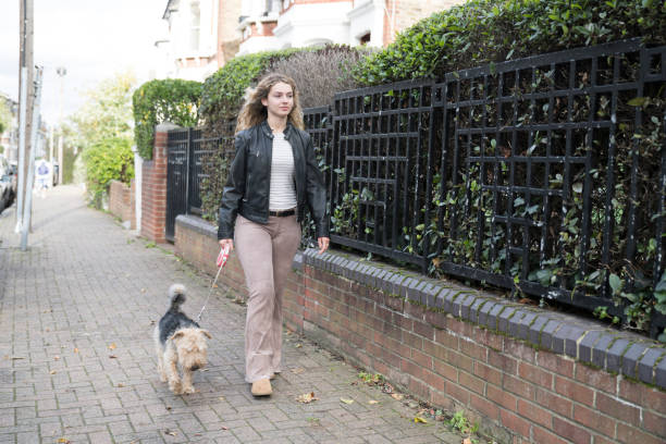 mujer joven paseando welsh terrier en un barrio residencial - welsh culture fotos fotografías e imágenes de stock
