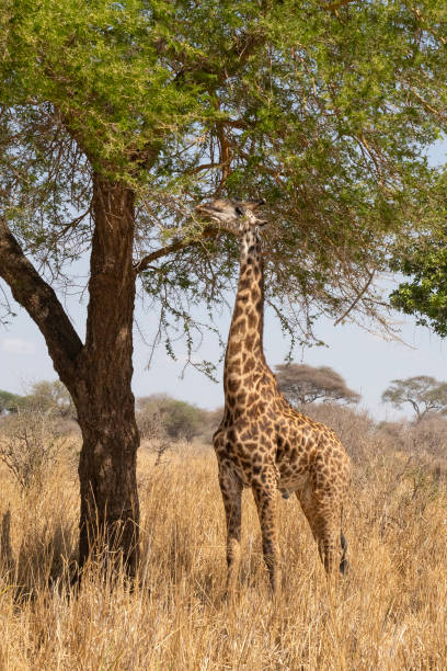 istock A Giraffe Eating in Tanzania 1440334613