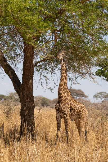 istock A Giraffe Eating in Tanzania 1440334632