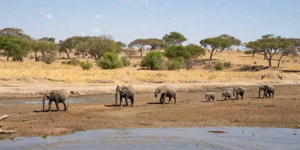Elephants march on a half dry riverbed in the african savannah in Tanzania.