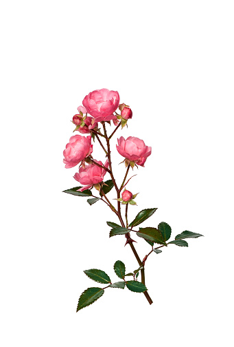 Pink blooming roses stem with leaves closeup isolated cutout on white background