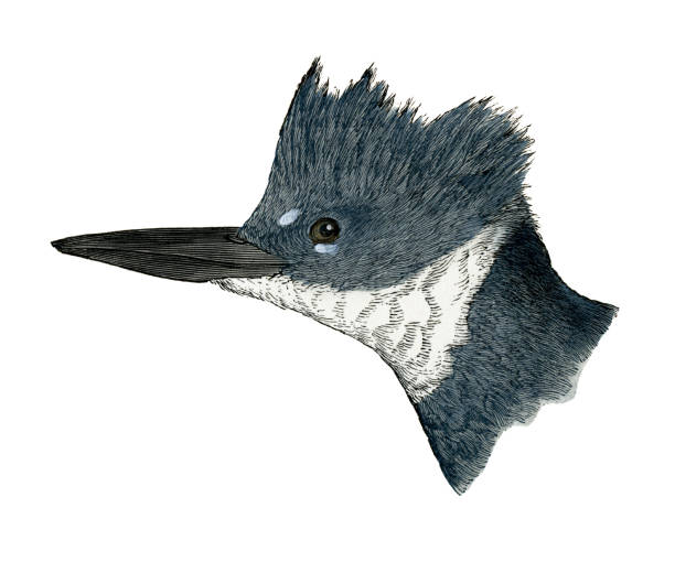 Belted kingfisher bird head watercolor lithograph 1874 Original Print from book "A History of North American Birds" Baird 1874 pics of belted kingfisher stock illustrations
