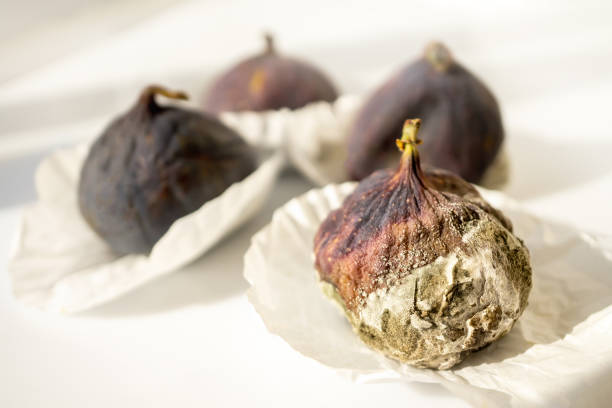 Mold on ripe purple figs close - up . Selective focus. Mold spores during fruit transportation. Fruit damage during storage by poisonous mold fungi stock photo