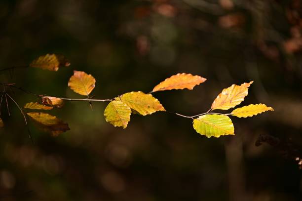 istock Autumn - detail from the forest 1440337713