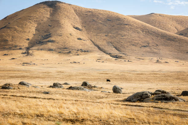 istock Parched farmland with yellow gold grass and rolling hills 1440338036