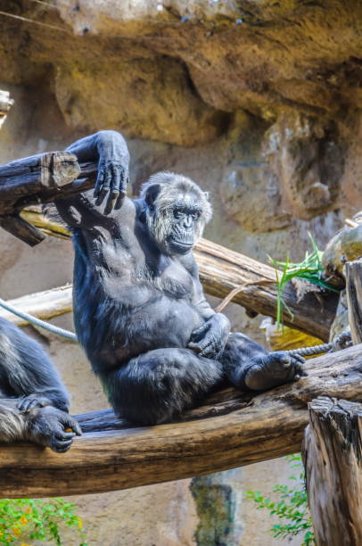 istock Chimpanzees, chim monkeys in Loro Parque, Tenerife, Canary Islan 1440338513
