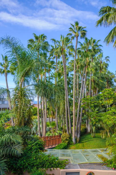 istock in Loro Parque, Tenerife, Canary Islands. 1440338520