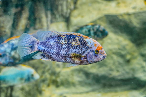 istock Silver fish underwater in Loro Parque, Tenerife, Canary Islands 1440338538
