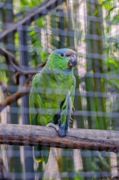 istock Green Amazon Parrot in Puerto de la Cruz,Tenerife 1440338547