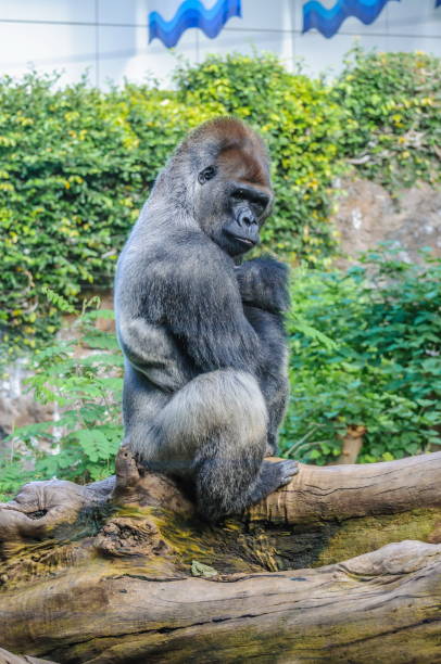 портрет западной равнинной гориллы в лоро парке, тенерифе, - gorilla west monkey wildlife стоковые фото и изображения