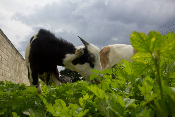 little goat stock photo