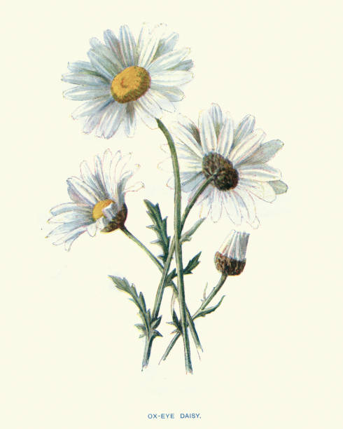 Vintage illustration Oxeye daisy, Leucanthemum vulgare commonly known as the ox-eye daisy, oxeye daisy, dog daisy, marguerite