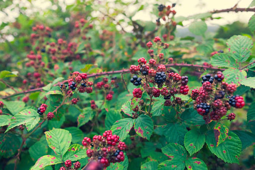 agrestic blackberries growing on the bush in forest. High quality photo