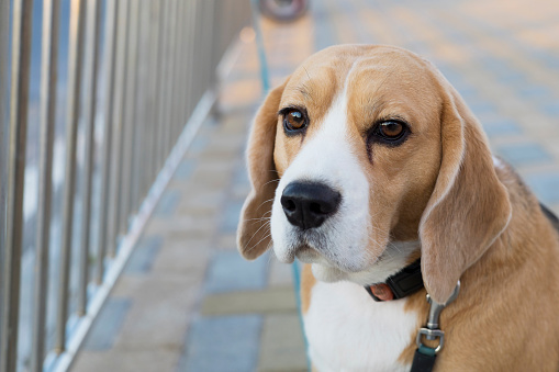 A beagle dog is behind a metal fence, waiting for the owner. space for copying