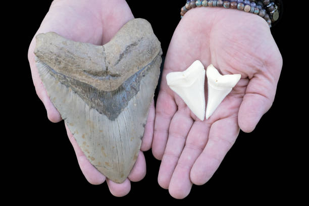 istock One large prehistoric Megalodon tooth vs. two large modern-day great white shark teeth 1440340308
