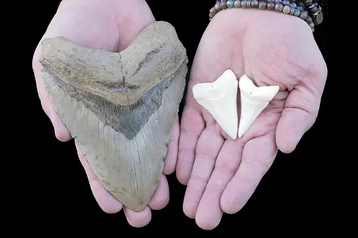 Megalodon Pictures | Download Free Images on Unsplash