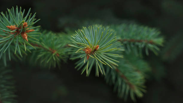 Close up on a pine tree branch suitable for background. stock photo