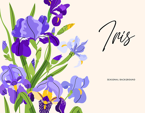 Iris purple blue flower frame vector for greeting card, poster, banners, posters and prints. Vector botany flat illustration