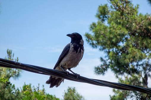 Black crow sitting on a tree