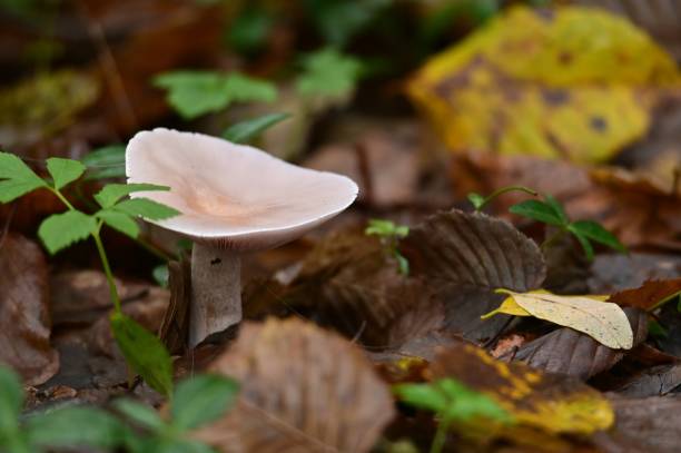 istock Autumn - detail from the forest 1440343007